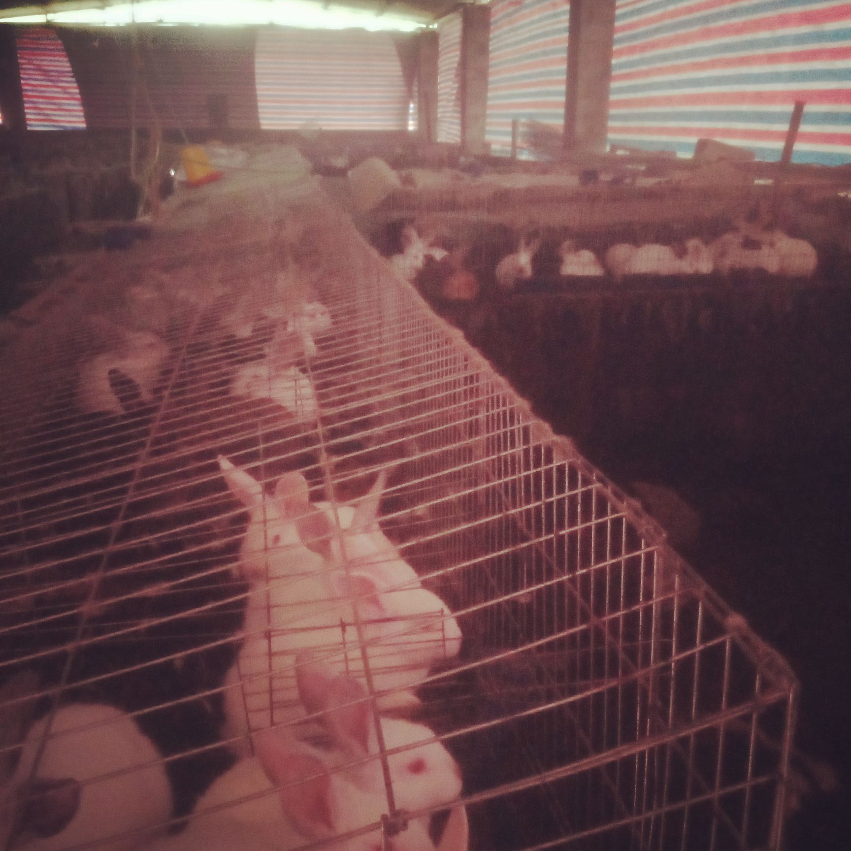 伊拉兔，肉质保满，欢迎各位老板前来收够