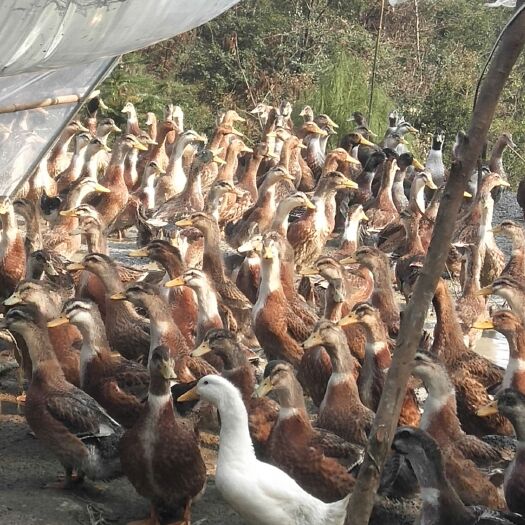 桑植县 肉鸭