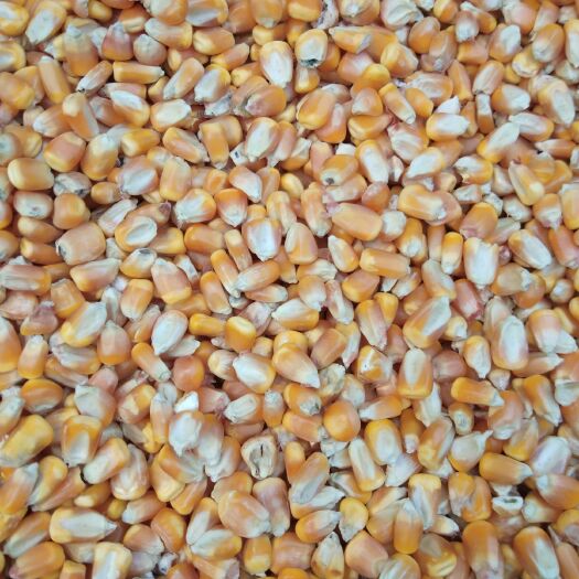 社旗县大量供，色选玉米，玉米，黄玉米，优质玉米，量大从优