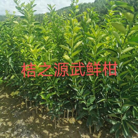 武宣县武鲜柑苗 3月开花，5月结果，晚熟品种，独占柑橘市场
