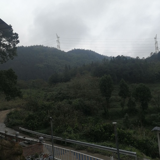 重庆市荒地 荒山林地，竹木售