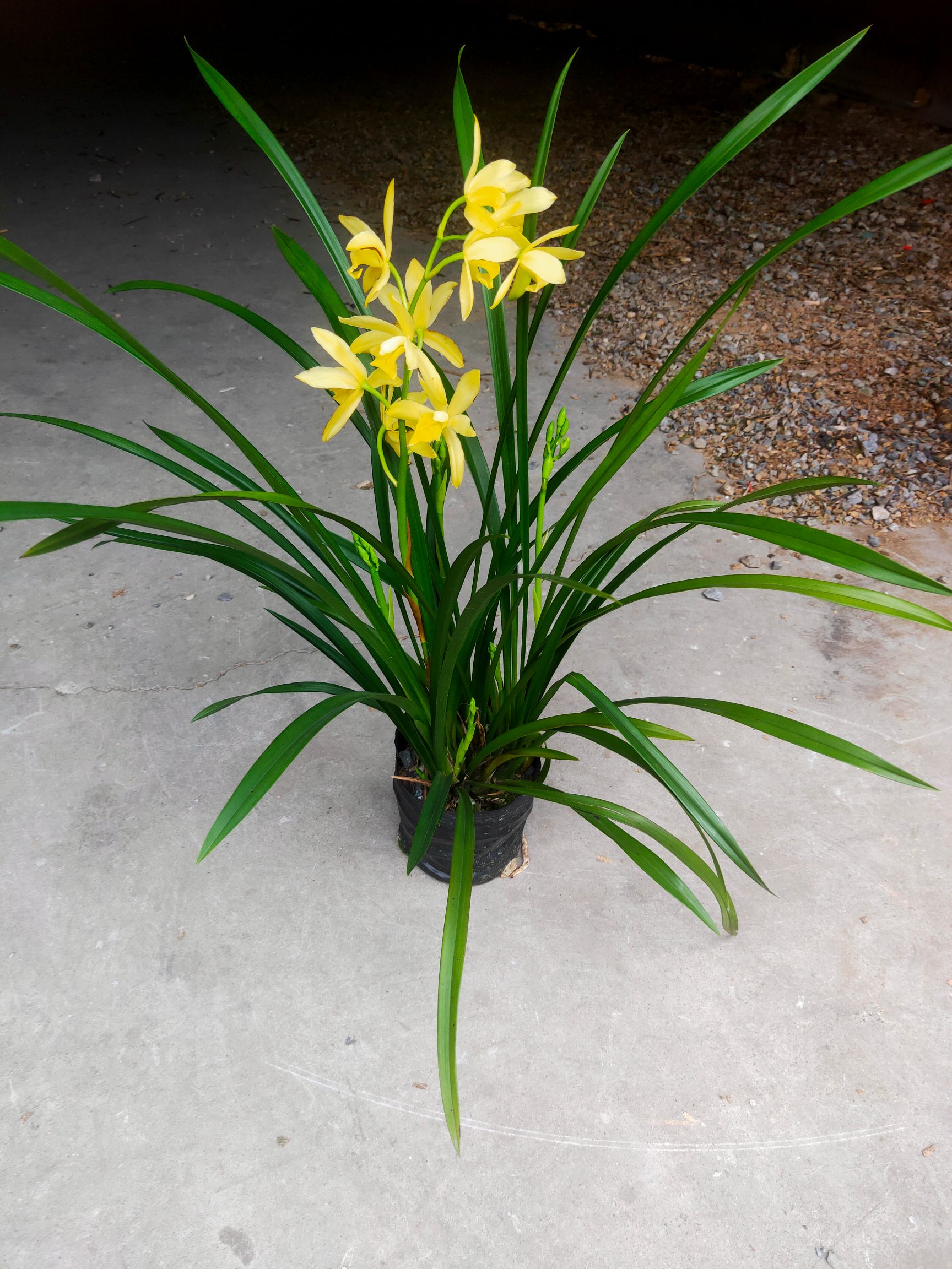 小神童蘭花 小神童