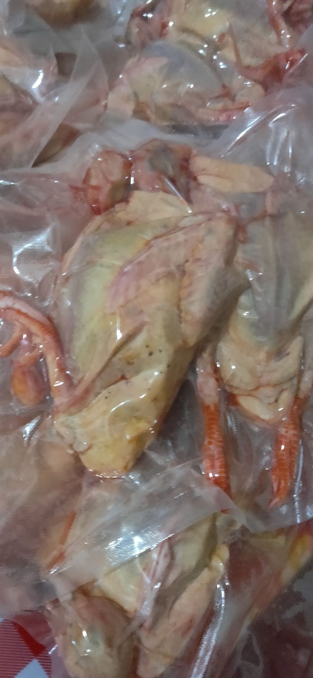 白条鸽  大量提供老鸽乳鸽 ，