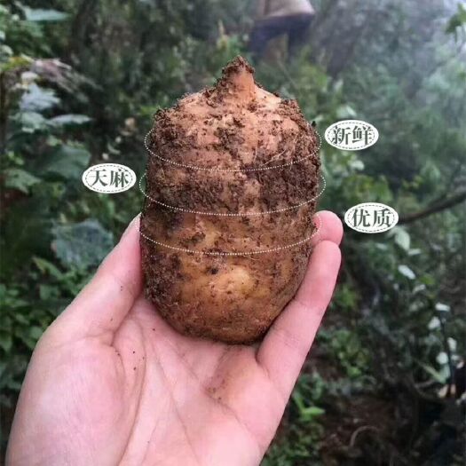昭通 云南昭通新鲜小草坝天麻2斤复原种植1000g现挖