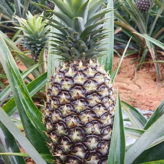 南宁泰国小菠萝 商品果 