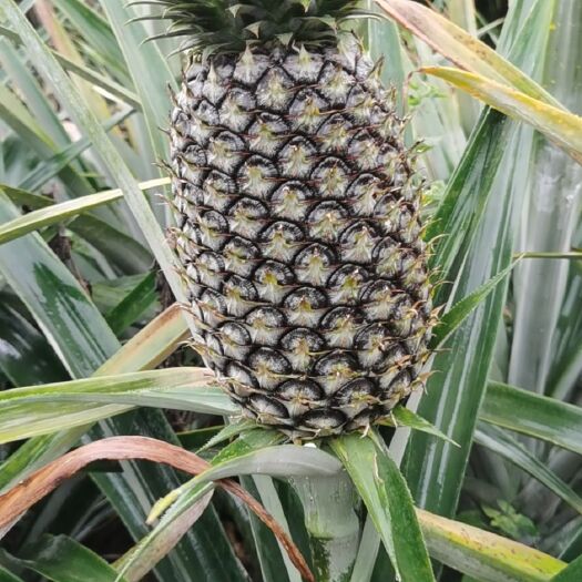 南宁金钻凤梨 一级果 