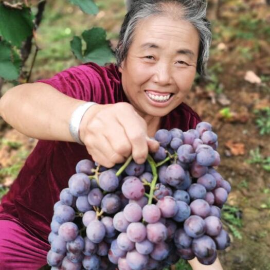 清徐县早黑宝葡萄  预订2021年山西省太原市清徐的葡萄，太原周围都可送货。