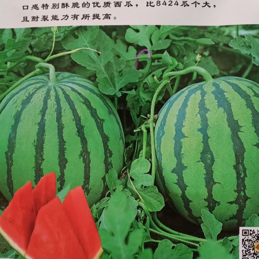 美都西瓜种子  华之秀三号，鑫汴梁种子推广，目前特别好吃的品种，8424改良