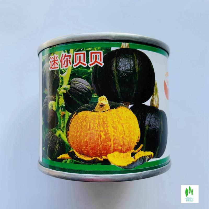 沭阳县贝贝南瓜种子  板栗绿贝贝小奶油香芋甜巨型南瓜砍瓜种籽特大四