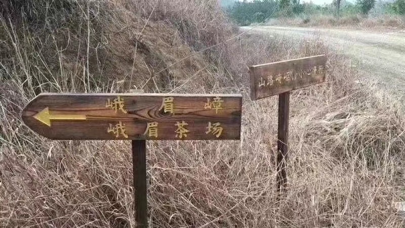 炒青茶  2020新茶揭西大洋炒茶叶潮汕高山八乡云雾绿茶揭阳坪上浓香型