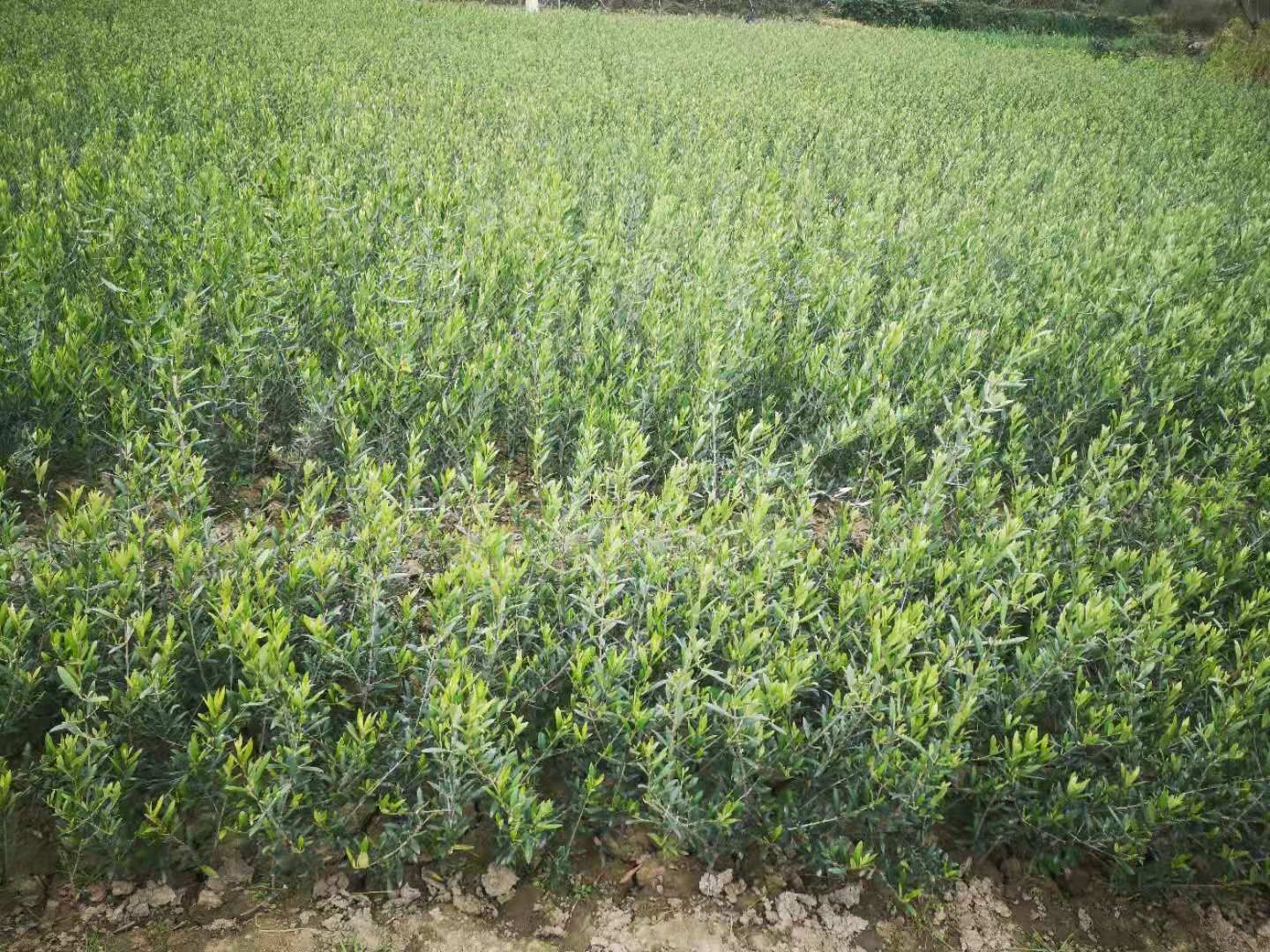 油橄榄苗  陇南     产地直销   量大从优