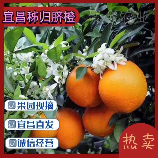 秭归县长虹脐橙  【秭归纽荷尔脐橙】果大汁足