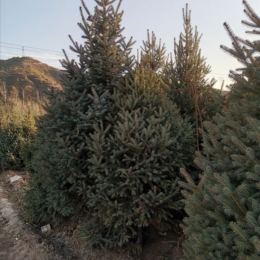 古交市出售1.5米到3米定植云杉