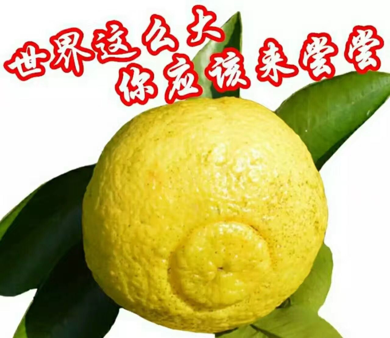 春香中含量丰厚的维生素C、P，能增加机体抵御力。