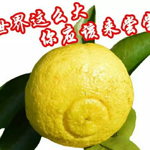 大田县春香中含量丰厚的维生素C、P，能增加机体抵御力。