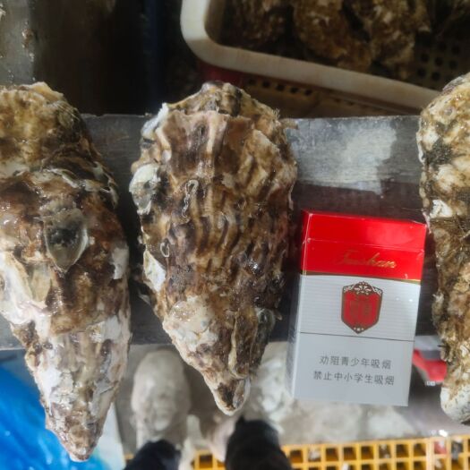 乳山市山东乳山牡蛎生蚝5－6两工厂直发，可套标，全国包邮