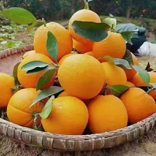 广州自家脐橙原产地直发！绿色水果吃得放心！