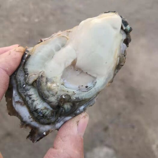 大连牡蛎  大连蚝薄壳黄蚝