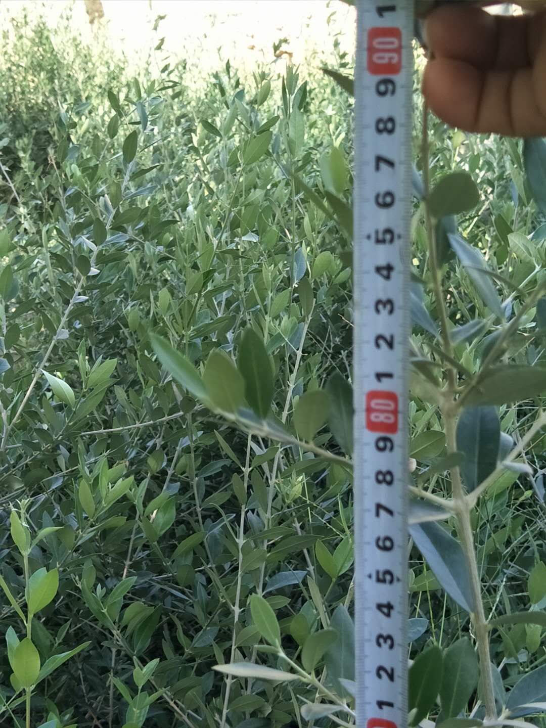 油橄榄苗  陇南     产地直销   量大从优