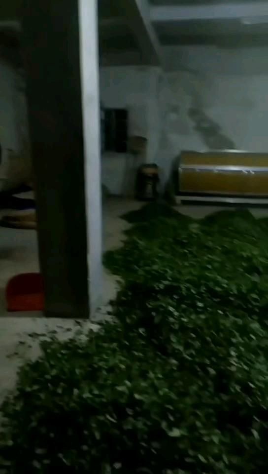 炒青茶  2020新茶揭西大洋炒茶叶潮汕高山八乡云雾绿茶揭阳坪上浓香型