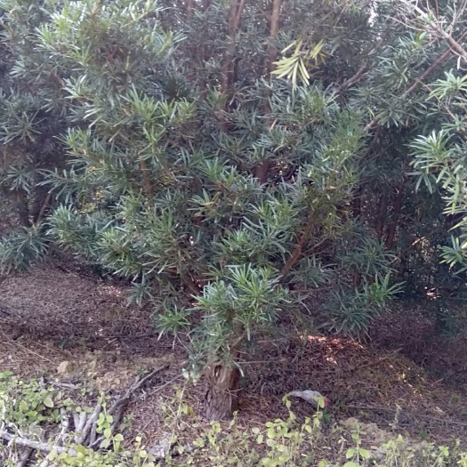 灵山县短叶罗汉松 地面直径8公分，
