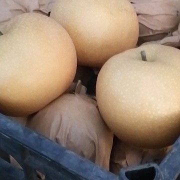 威县秋月梨，细腻无渣，果兴漂亮，汁多糖度大