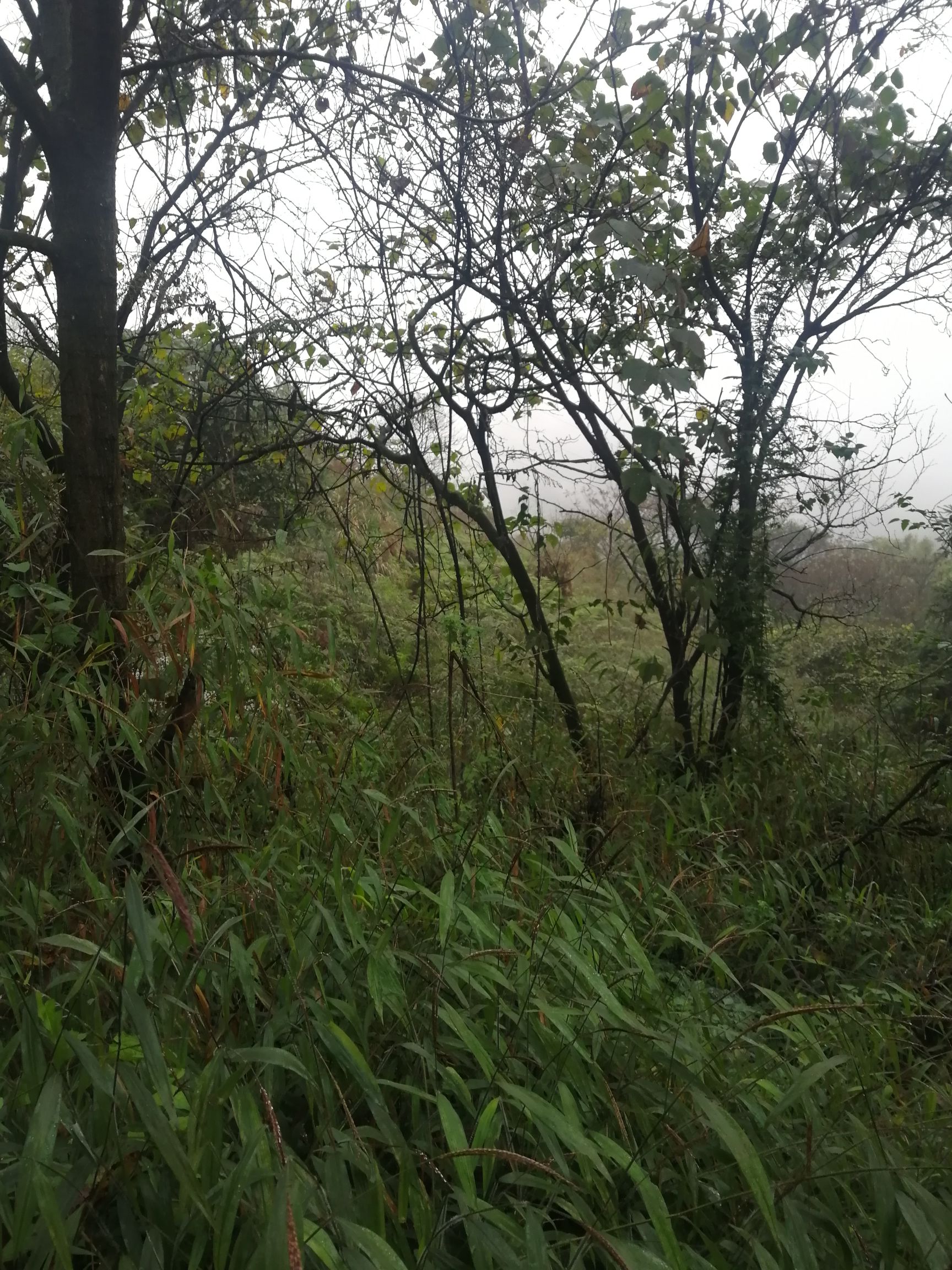荒地 荒山林地，竹木售