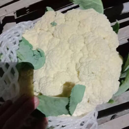 通许县有机花菜 松散 2~3斤