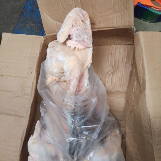 滨州鸡肉类 青脚麻鸡，4-5只，6/7月份，可单出，价格美丽，厂家直接发