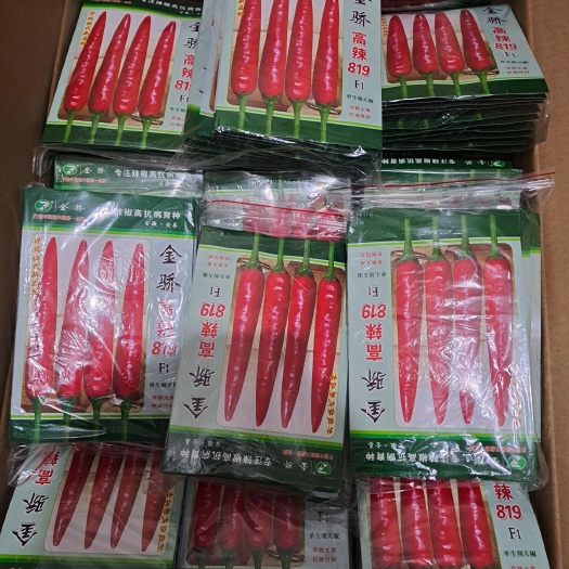宿州高辣819朝天椒种子，大果单生朝天椒种子，抗病能力强