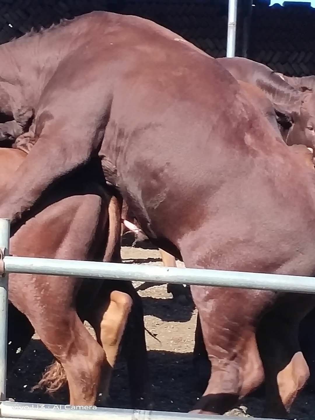 放养大小肉牛好饲养