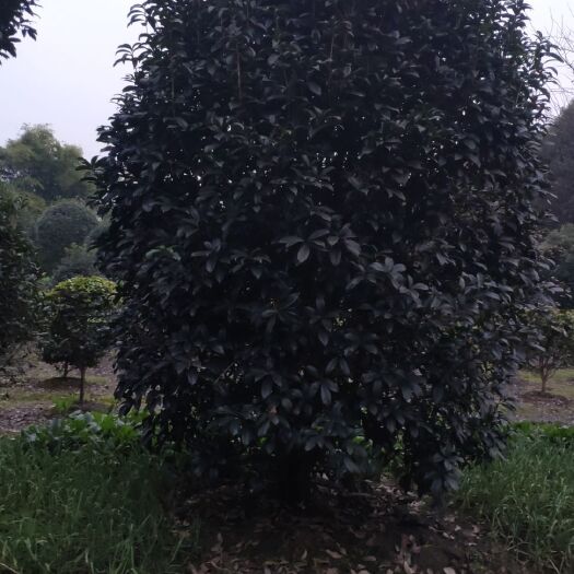 成都八月桂  笼型桂花，冠2.2-3米，高2.5-4米