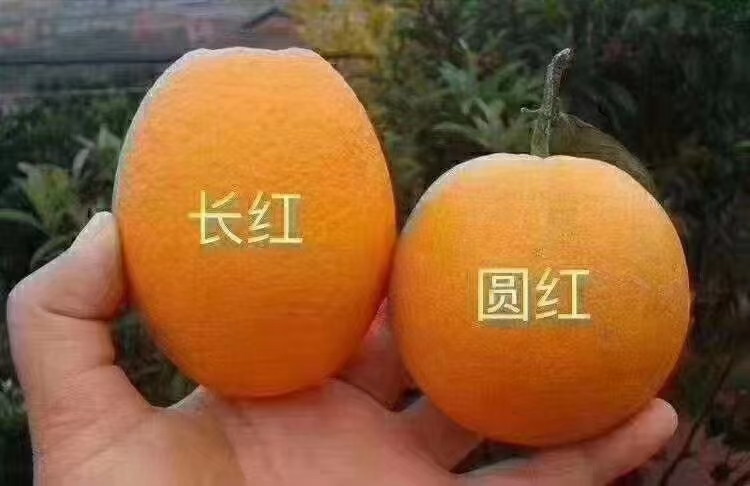 秭归县湖北秭归纽荷尔脐橙大量供货中