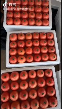 米易县果粉西红柿 诚信为本质量保证