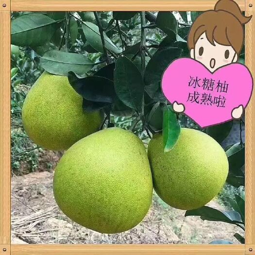 洪江市安江冰糖柚 金兰柚，安江雪峰冰糖柚