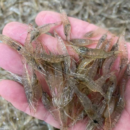 潜江市白米虾 鲜活米虾