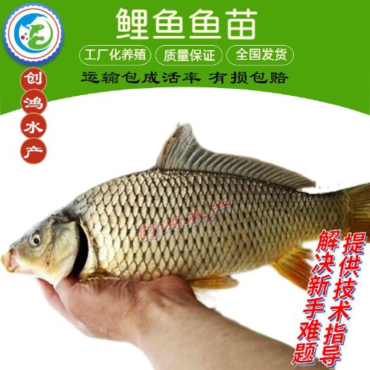 深圳【火热销售】优质鲤鱼苗 红鲤鱼苗 放生鱼供应 大量批发