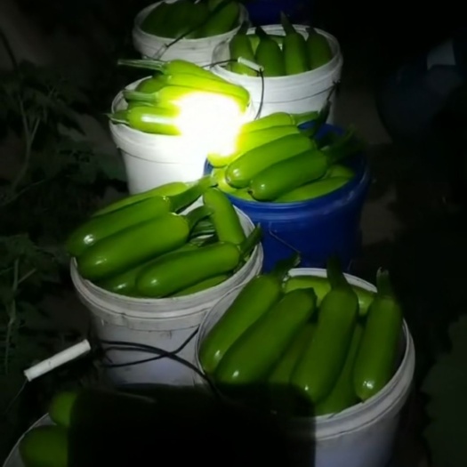  全国最好的西葫芦在淄博，淄博的西葫芦在临淄皇城！