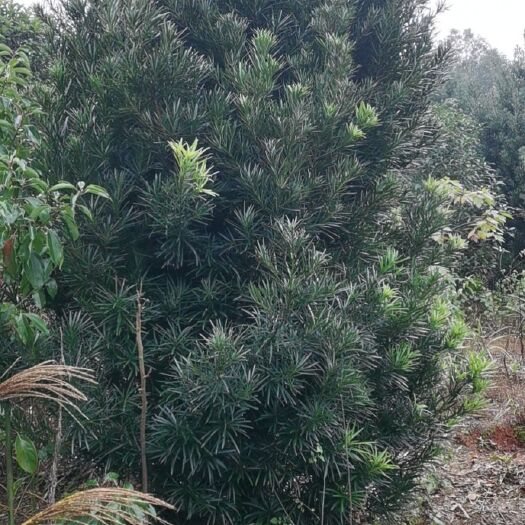 祁阳市中叶罗汉松 