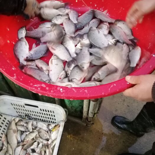 南昌中科三号鲫鱼  江西大湖和水库土鲫鱼（白鲫鱼）大量出售