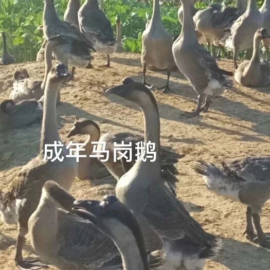 广州马岗鹅苗  ，大型孵化厂直供，厂价直销，包运费，路损