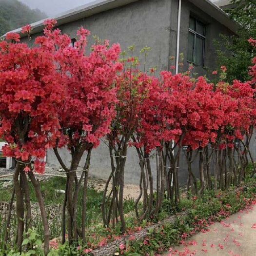 岳西县似血杜鹃 0.5~1米 