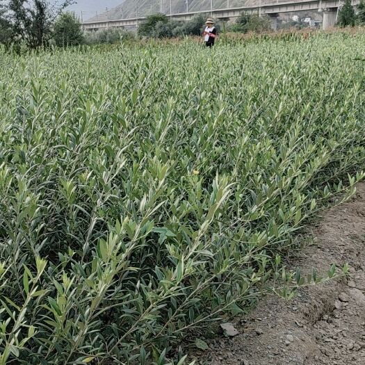 陇南橄榄苗  常年供应各苗龄段优良品种油橄榄种苗