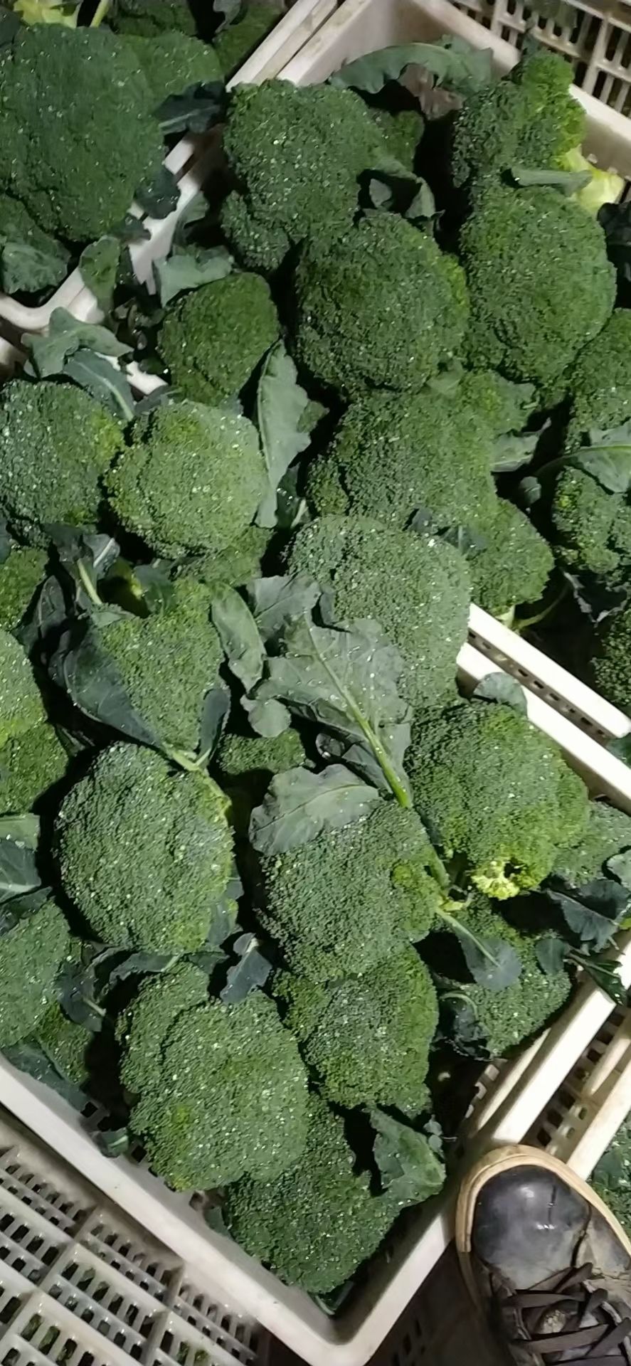[优秀西兰花批发]耐寒优秀西兰花 价格2.4元/斤 惠农网