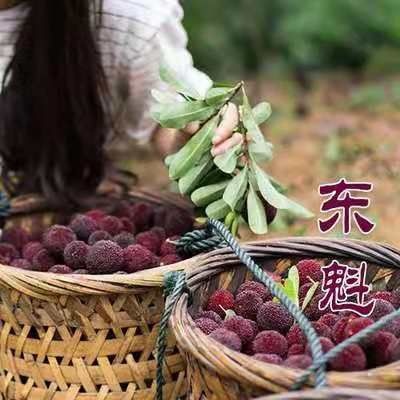 灵山县东魁杨梅树苗 东魁杨梅苗。果树苗产地直销 正品保证 量大优惠