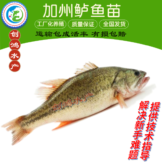 广州【苗场批发】加州鲈鱼苗 大口黑鲈鱼苗 加州鲈水花供应