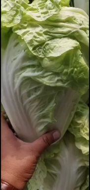 通许县夏阳白菜大量上市，个头均匀，货源充足，产地发货，万亩蔬菜基地