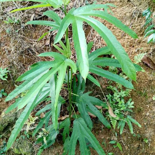高州市大山里正宗小叶五指毛桃，又称五叉槟榔，土北芪之称