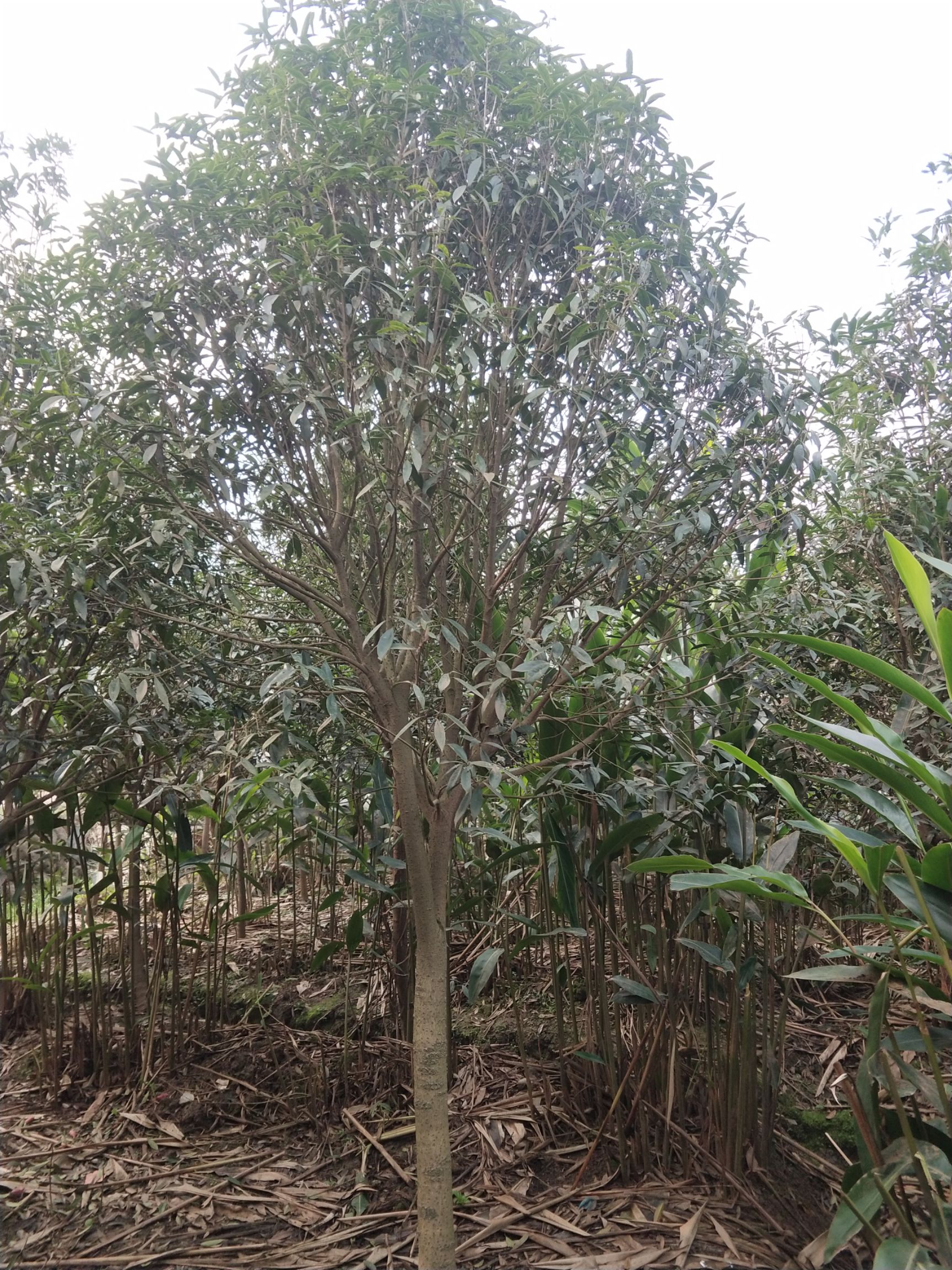 四季桂  桂花树出售，八月桂花树