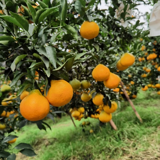 蒲江县四川蒲江春见耙耙柑手剥柑橘新鲜水果